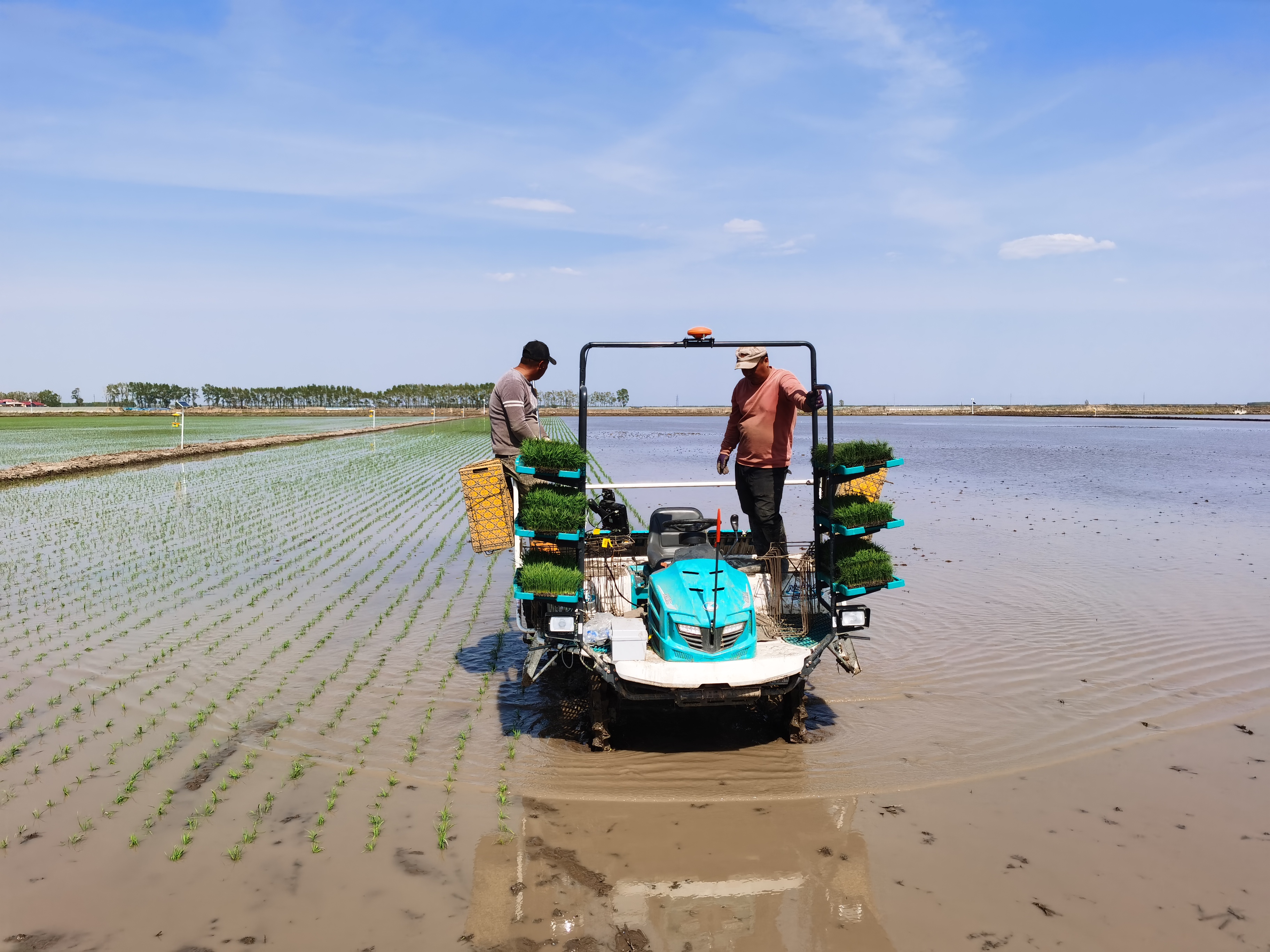 Sistema de direção de piloto automático para transplante de arroz